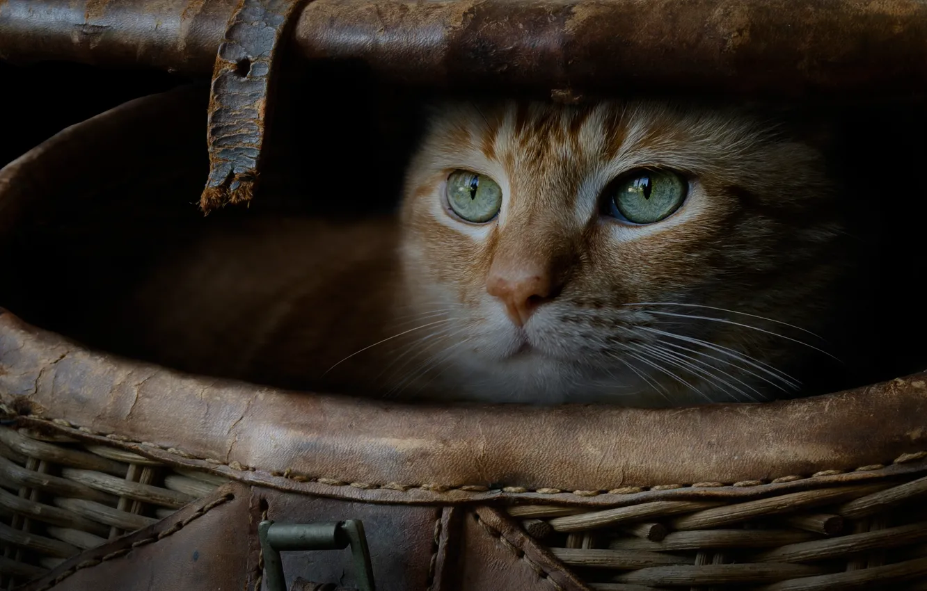 Photo wallpaper cat, cat, look, basket, red, muzzle, cat