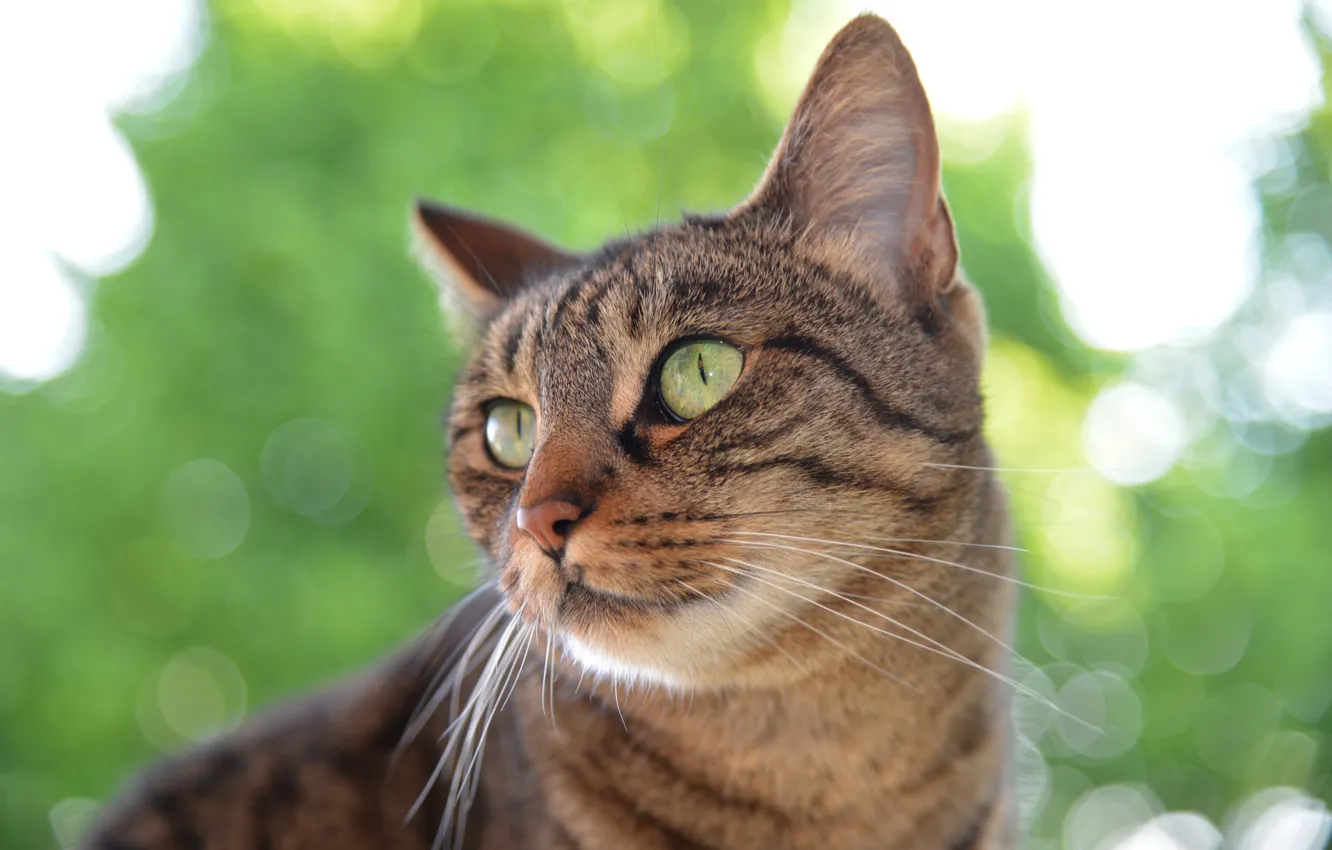Photo wallpaper cat, cat, look, nature, green, background, portrait, green-eyed
