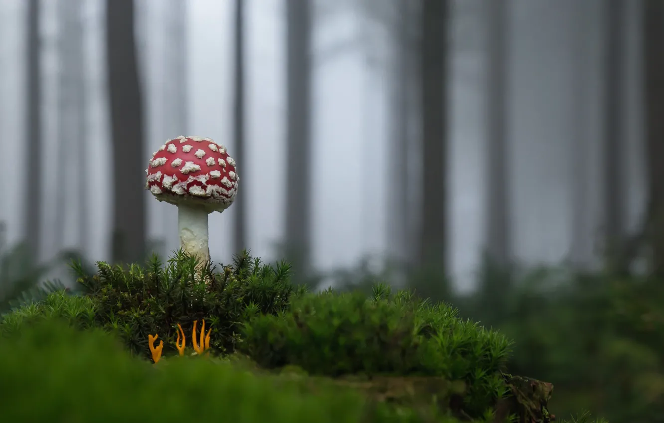 Photo wallpaper forest, mushrooms, mushroom