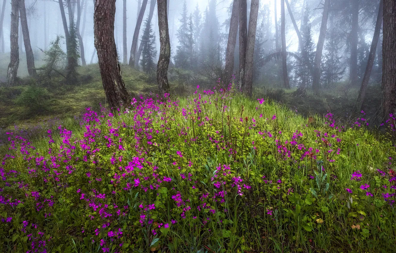Photo wallpaper forest, flowers, fog, spring