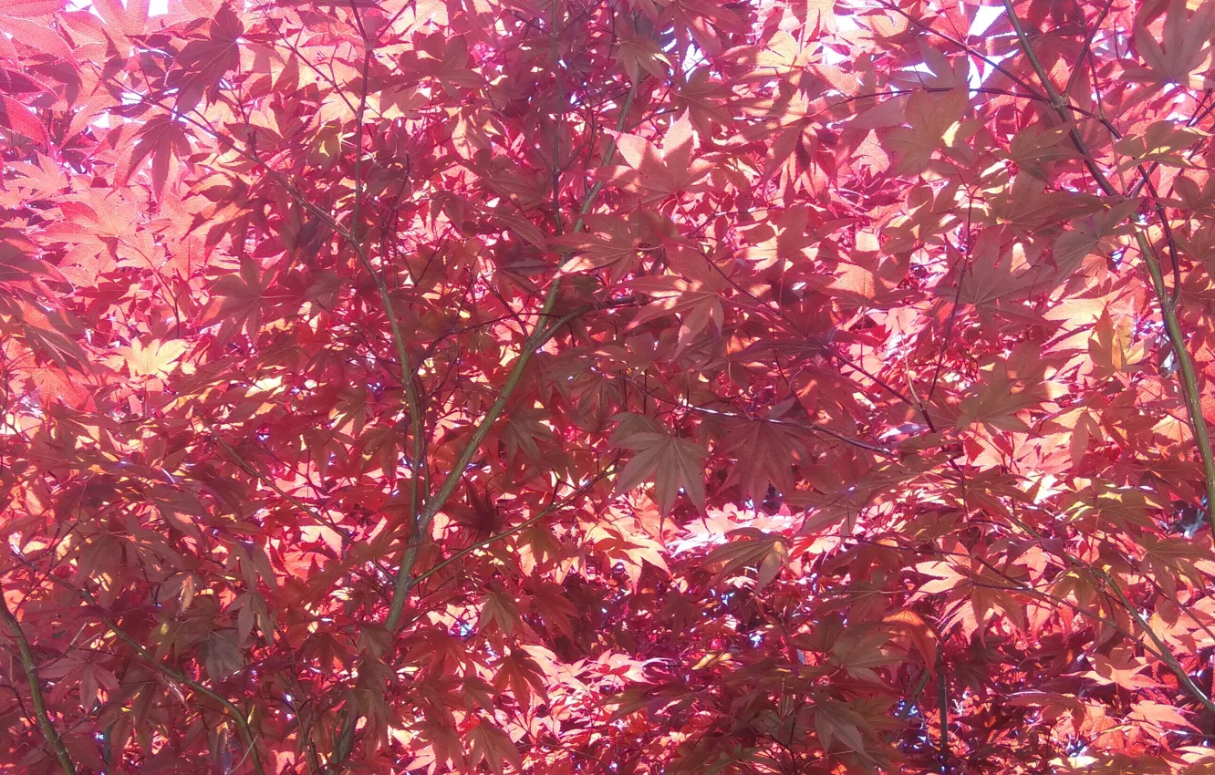 Photo wallpaper leaves, foliage, red foliage, red leaves, natural background