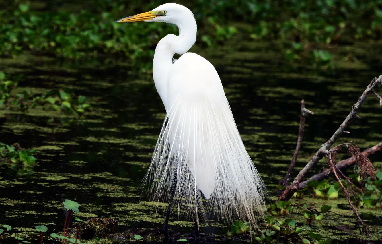 Photo wallpaper lake, bird, swamp, snag, pond, Heron, Wallpaper from lolita777