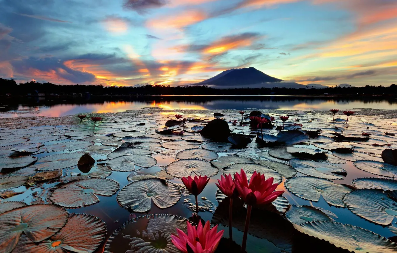 Photo wallpaper The evening, Lake, Water lilies