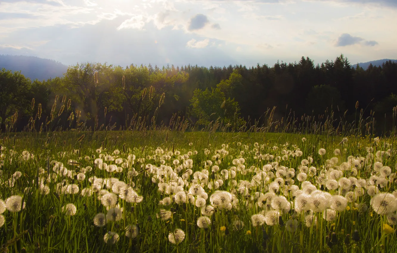 Photo wallpaper field, forest, flowers, dandelion, meadow