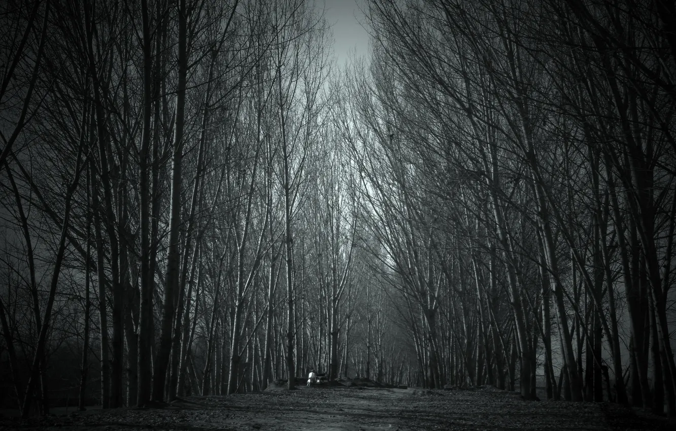 Photo wallpaper road, forest, the sky, trees, nature, the darkness, trail, twilight