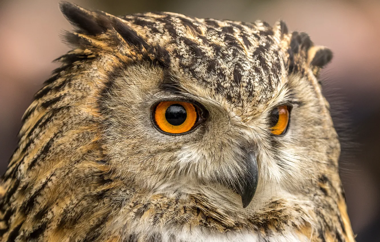 Photo wallpaper look, owl, bird, portrait, owl