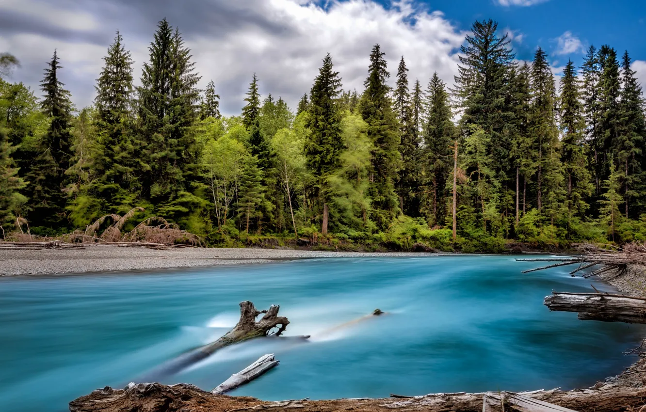 Photo wallpaper forest, trees, river, shore, USA, Washington