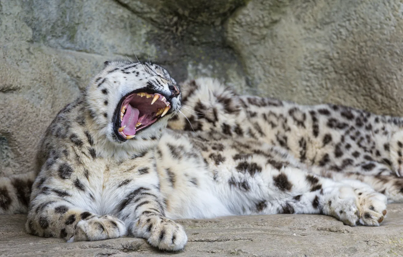 Photo wallpaper cat, stones, mouth, fangs, IRBIS, snow leopard, yawns, ©Tambako The Jaguar