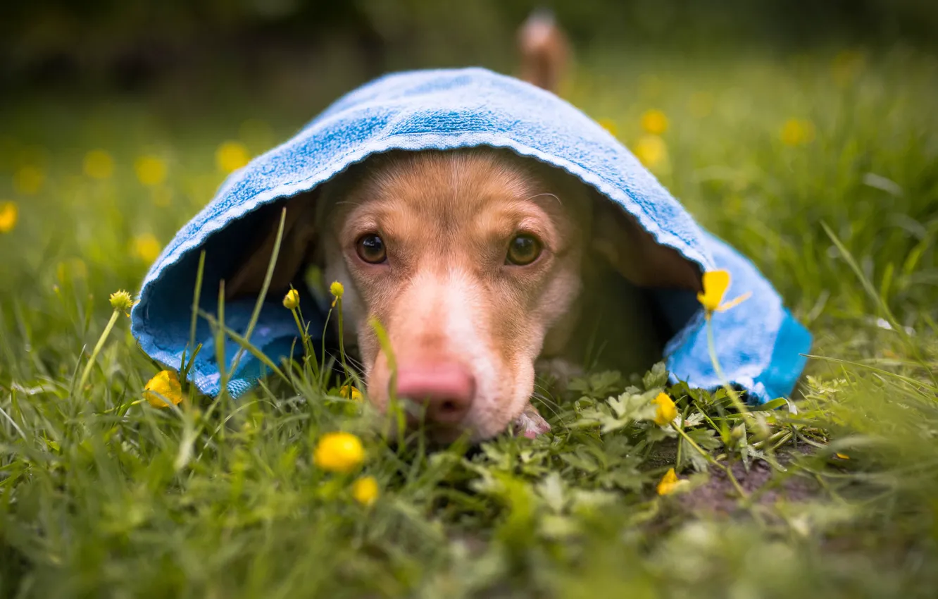 Photo wallpaper summer, look, flowers, nature, glade, portrait, dog, towel