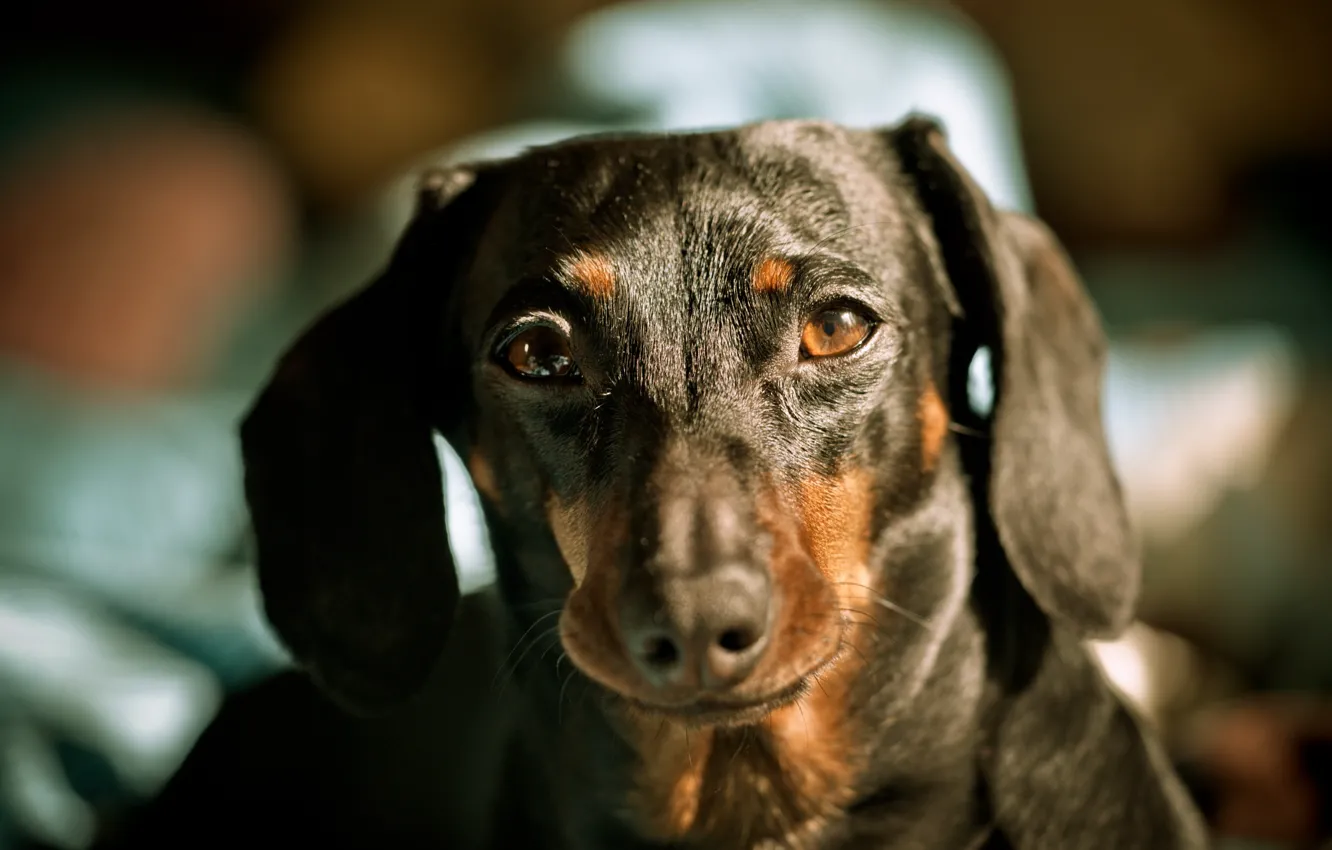 Photo wallpaper look, dog, Dachshund