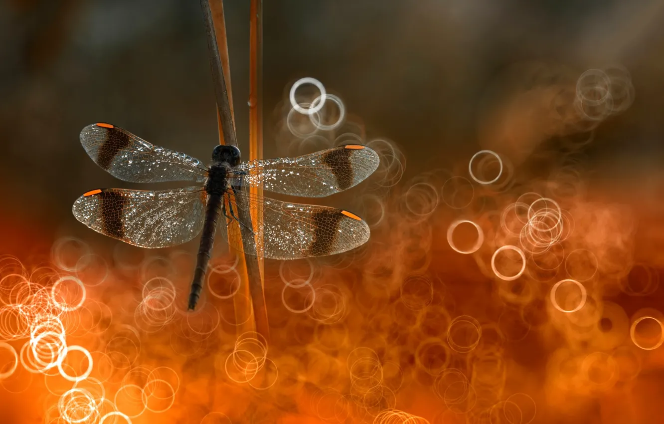 Photo wallpaper light, dragonfly, bokeh