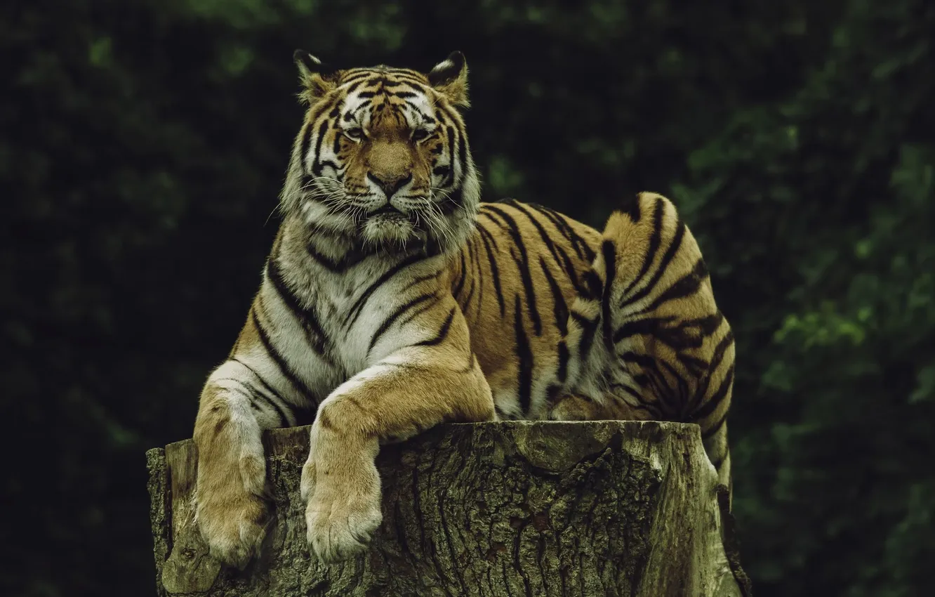 Photo wallpaper tiger, animal, wildlife, big cat