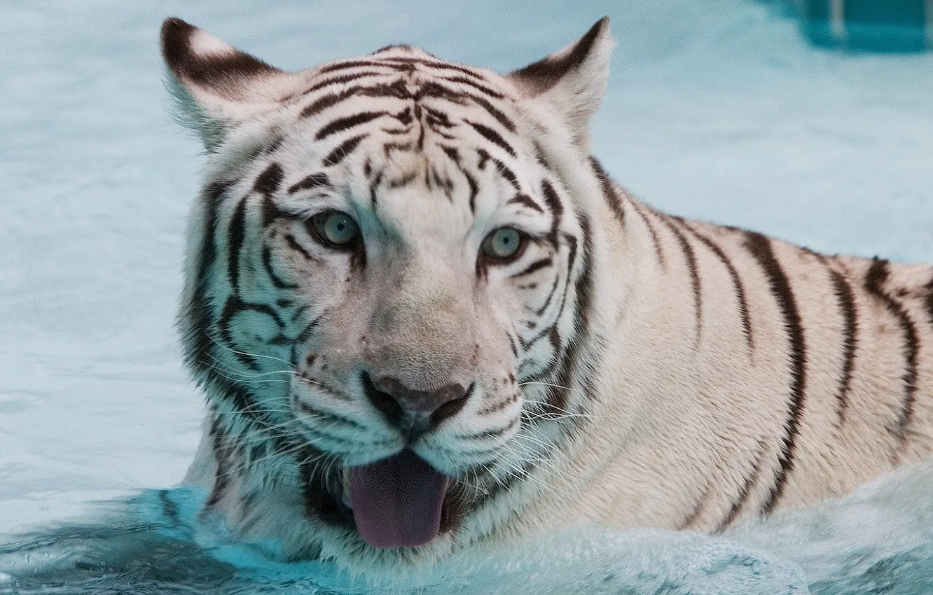 Photo wallpaper water, tiger, wet
