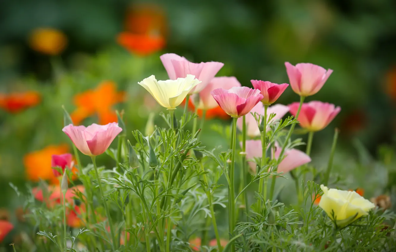 Photo wallpaper flowers, flowerbed, Escholzia