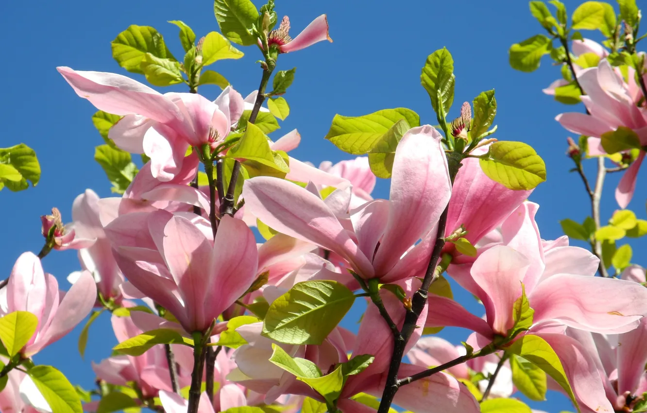 Photo wallpaper macro, flowers, branches, spring, pink, buds, flowering, Magnolia