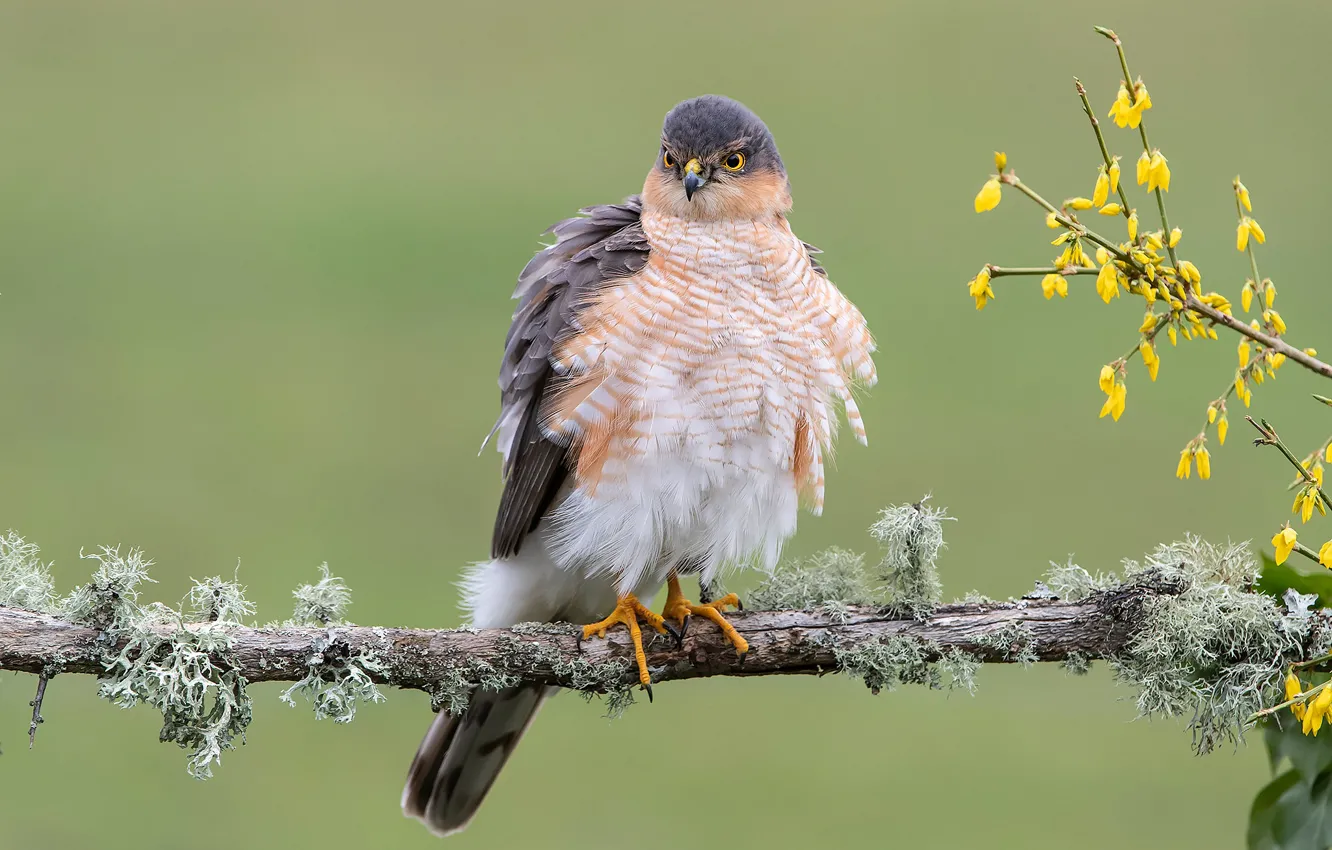 Photo wallpaper branches, background, bird, hawk