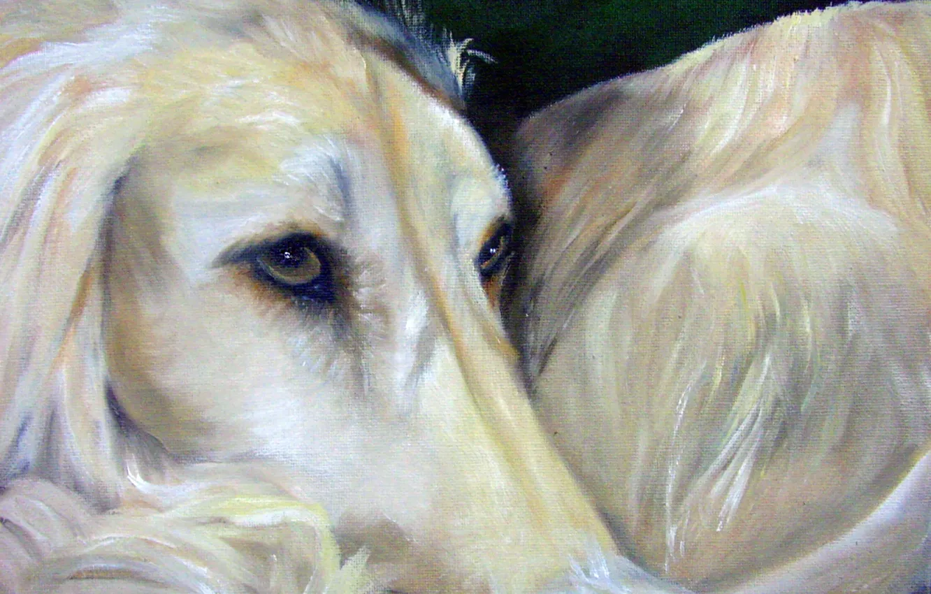 Photo wallpaper look, pose, oil, portrait, dog, painting, face, canvas