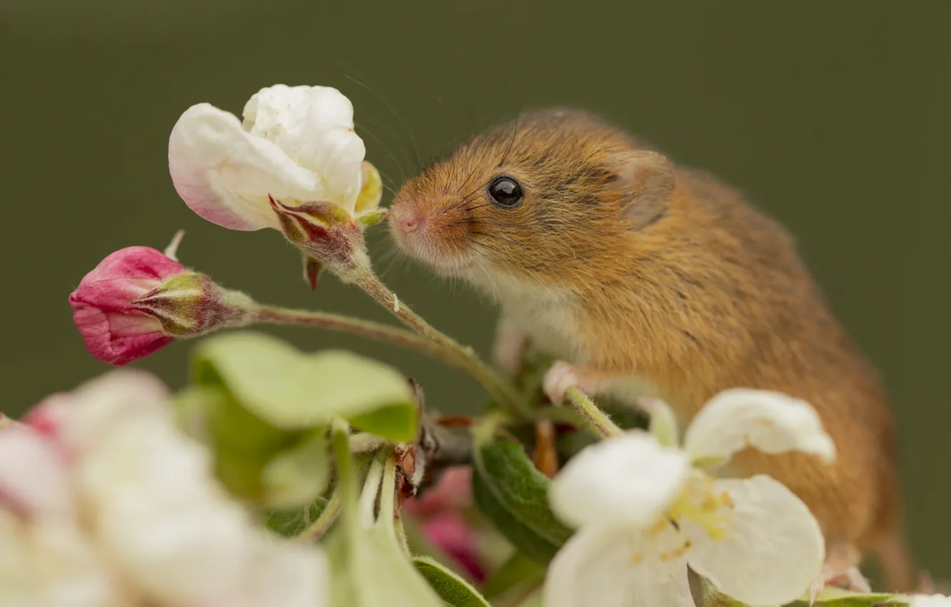 Photo wallpaper flowers, animal, branch, mouse, rodent