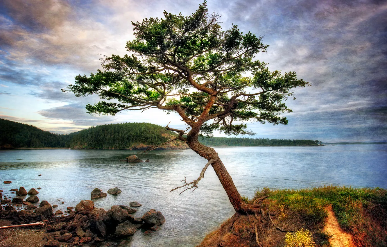 Photo wallpaper forest, water, trees, lake, stones, shore