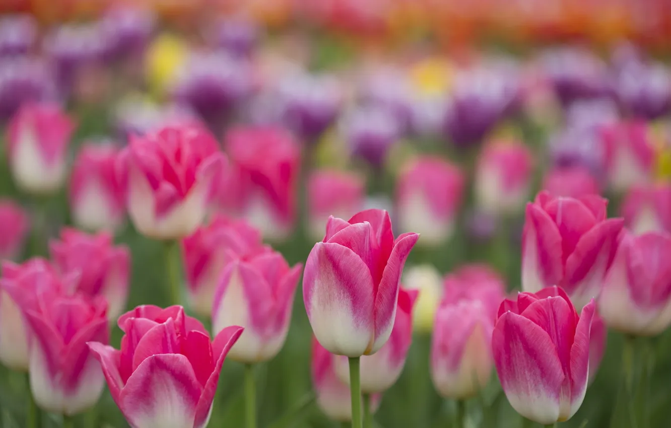 Photo wallpaper flowers, nature, tulips