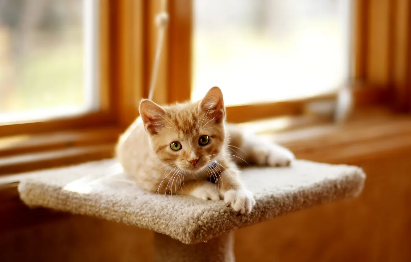 Photo wallpaper cat, look, background