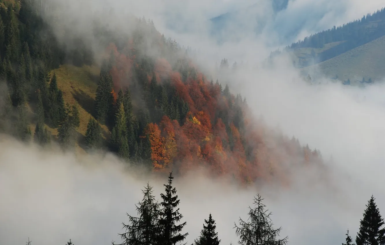 Photo wallpaper autumn, trees, mountains, nature, fog, tree, ate, haze
