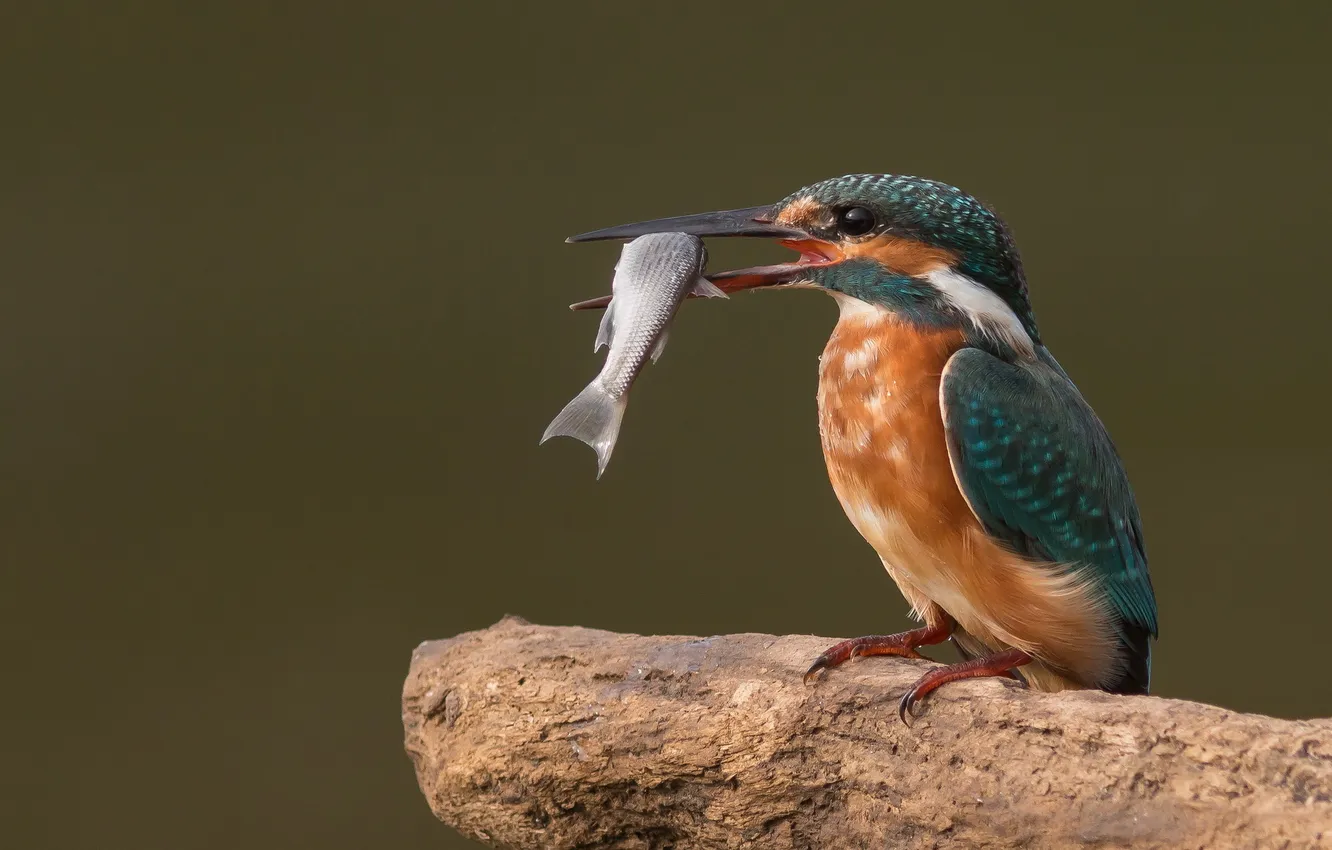 Photo wallpaper nature, bird, fish