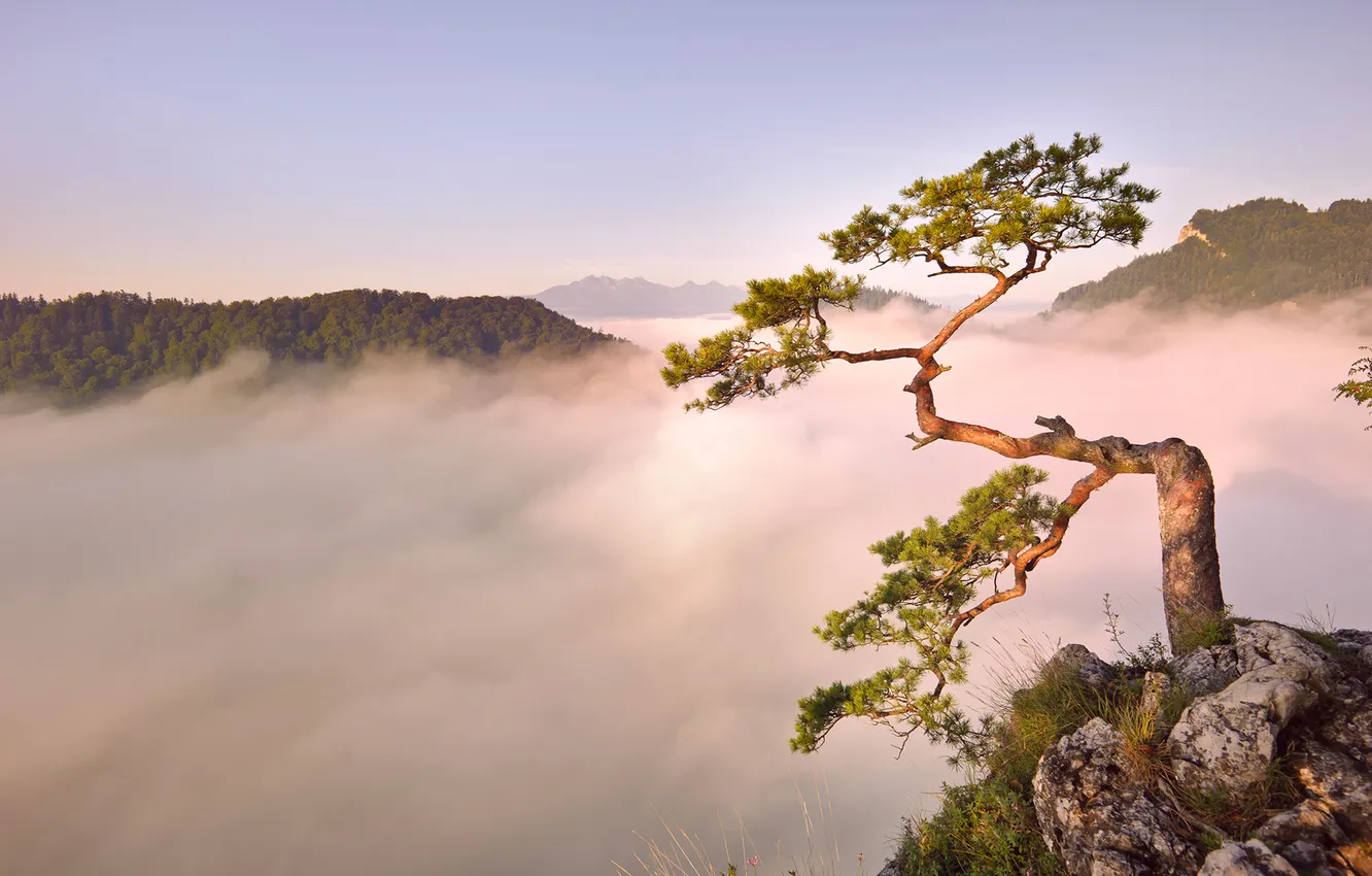 Photo wallpaper trees, mountains, fog, dawn, morning