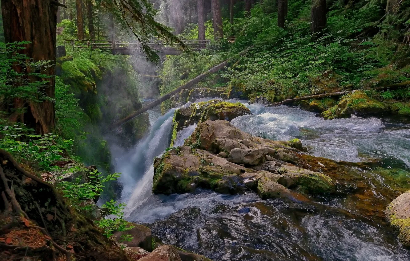 Photo wallpaper forest, bridge, river, waterfall, Washington, Olympic National Park, Sol Duc Falls