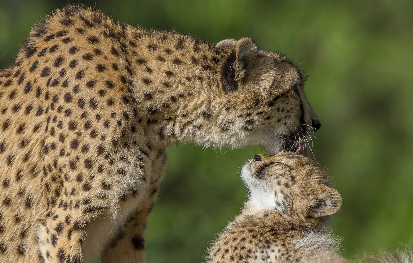 Photo wallpaper love, Cheetah, weasel, cub, kitty, motherhood