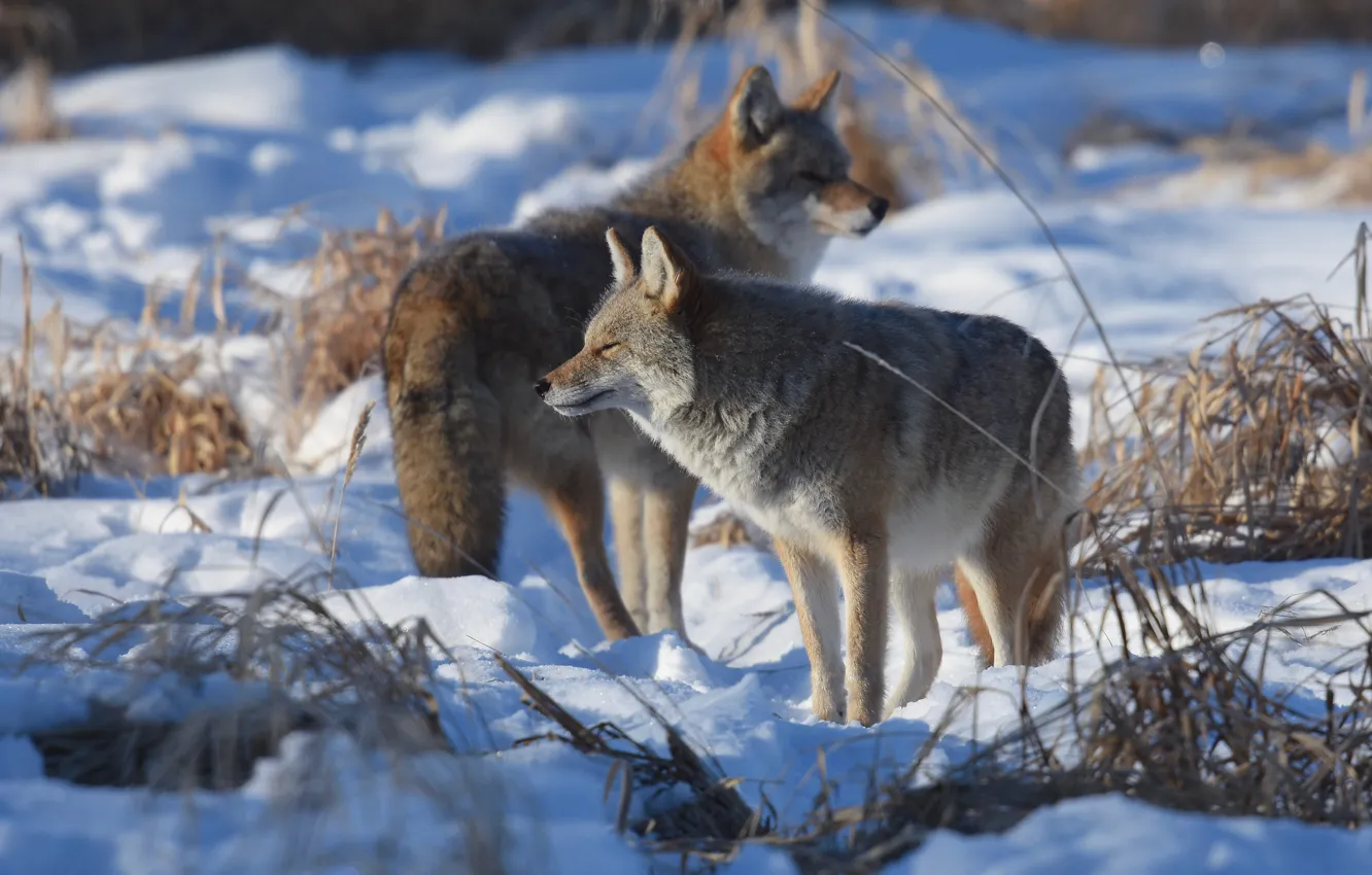 Photo wallpaper winter, snow, a couple, coyote