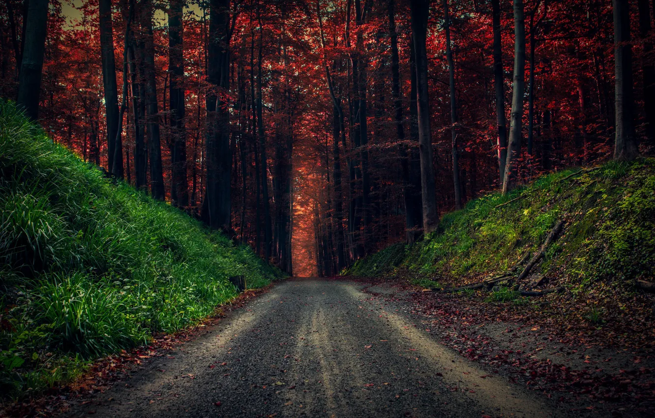Photo wallpaper road, autumn, forest, trees, foliage