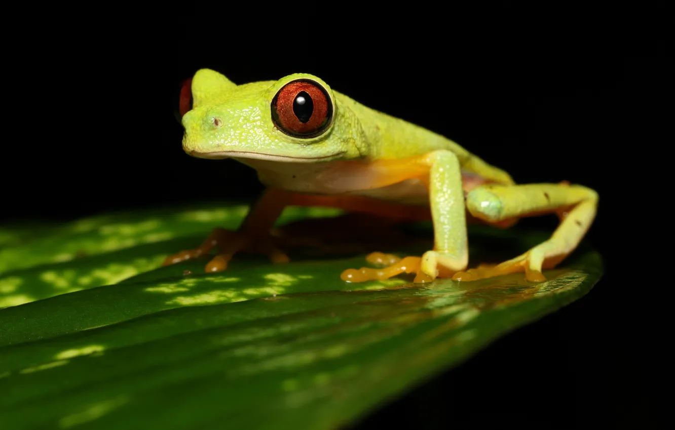 Photo wallpaper sheet, leaf, frog, black background, green, treefrog, red-eyed