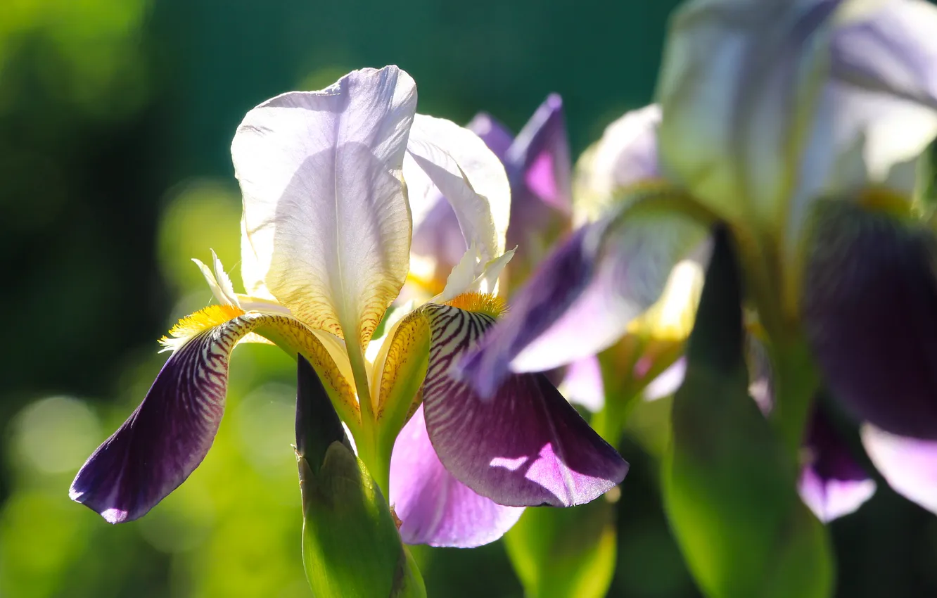 Photo wallpaper flower, spring, lily