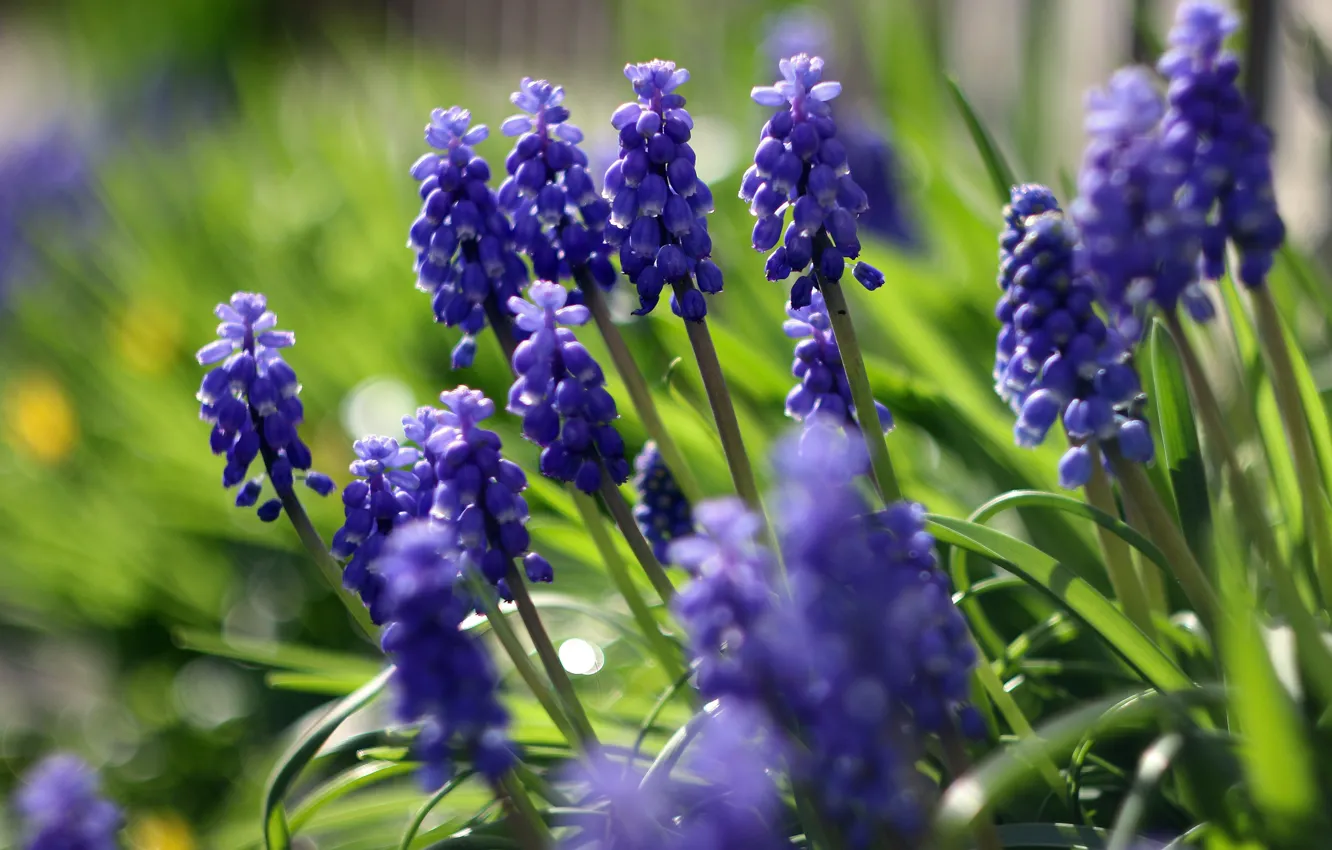 Photo wallpaper greens, flowers, blue, glade, blur, spring, bokeh, Muscari