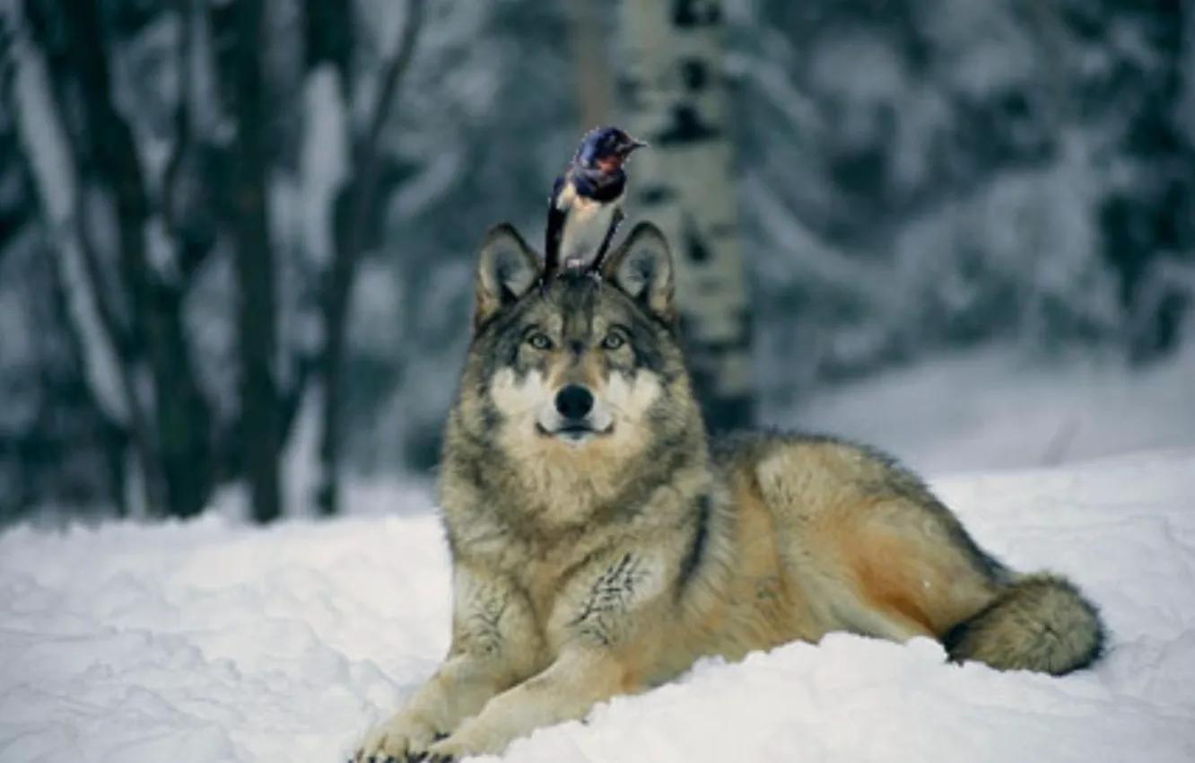 Photo wallpaper Predator, nature, animal, wolf, wildlife, portrait, portrait., Canis lupus. face