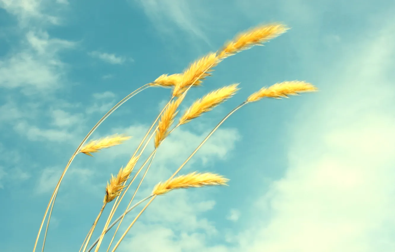Photo wallpaper wheat, summer, the sky, clouds, ease, spikelets