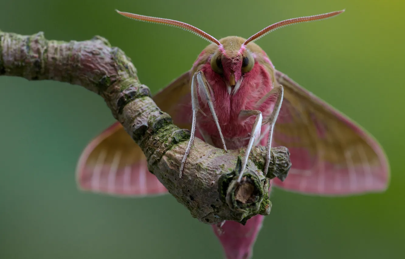 Photo wallpaper trees, butterfly, hairy, insect, pink
