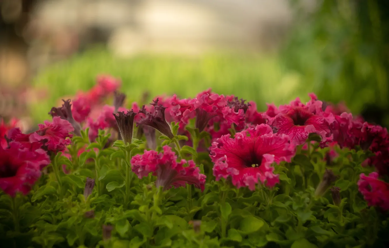 Photo wallpaper flowers, blur, pink, flowerbed, bokeh, Petunia, petunias