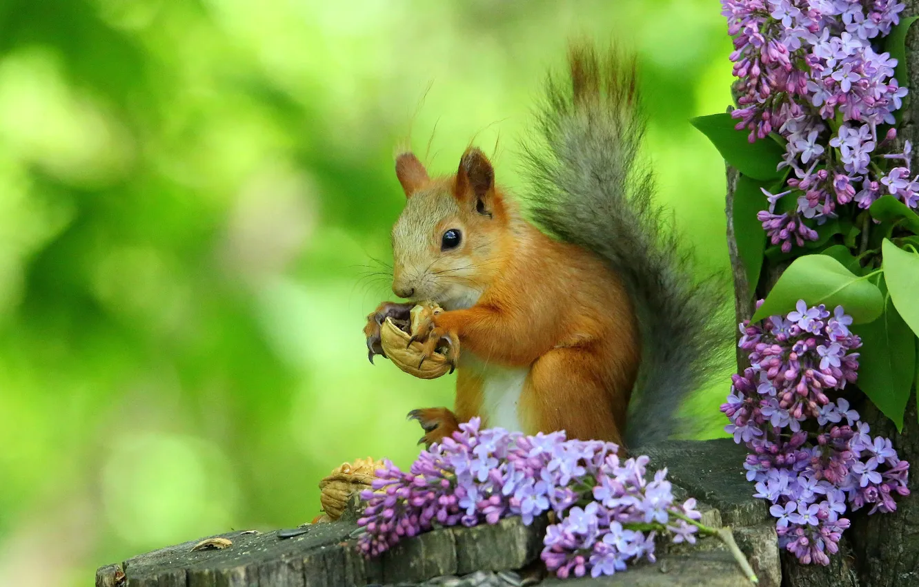 Photo wallpaper branches, nature, animal, stump, protein, nuts, lilac, animal