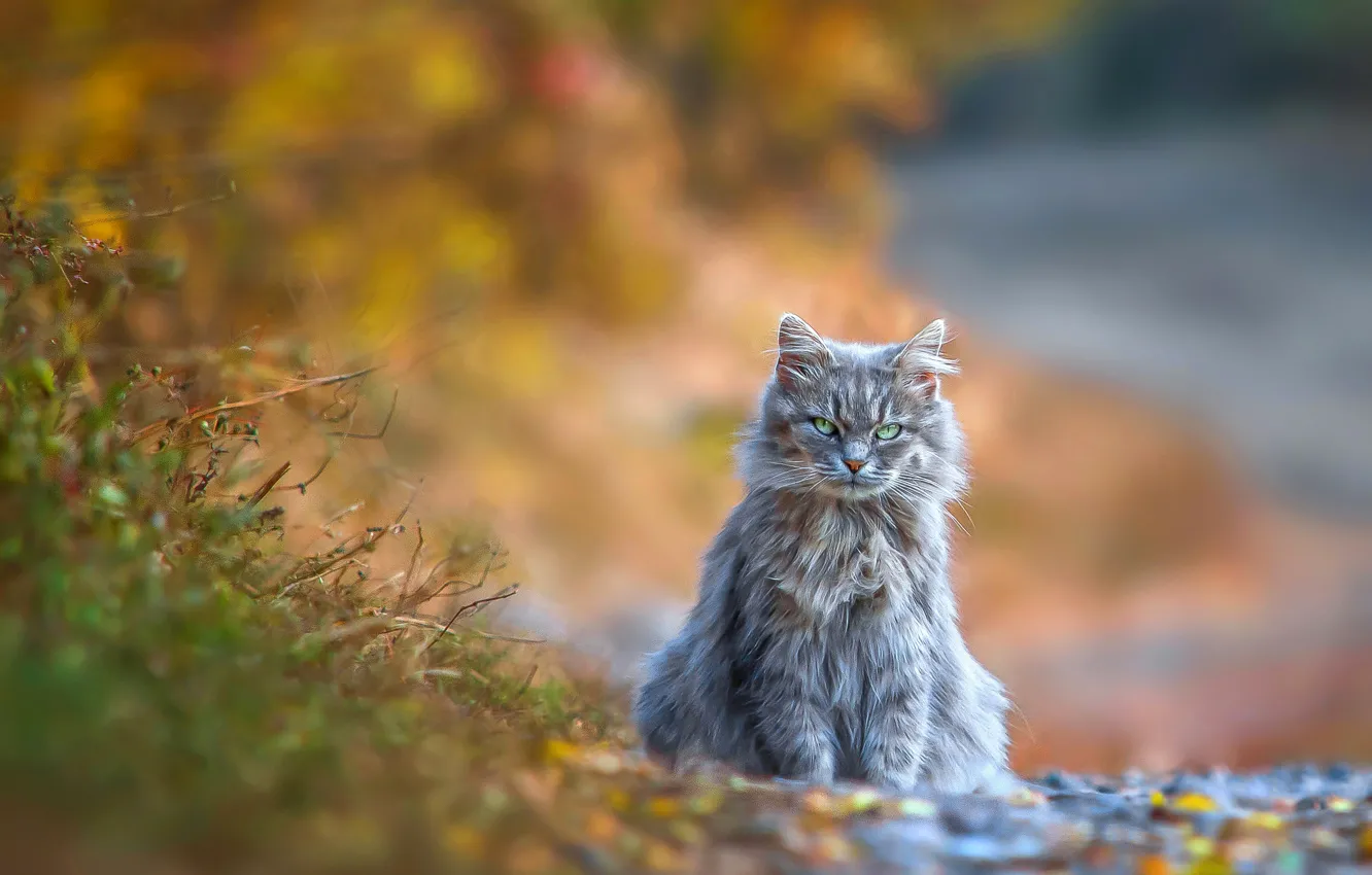 Photo wallpaper cat, cat, look, nature, animal