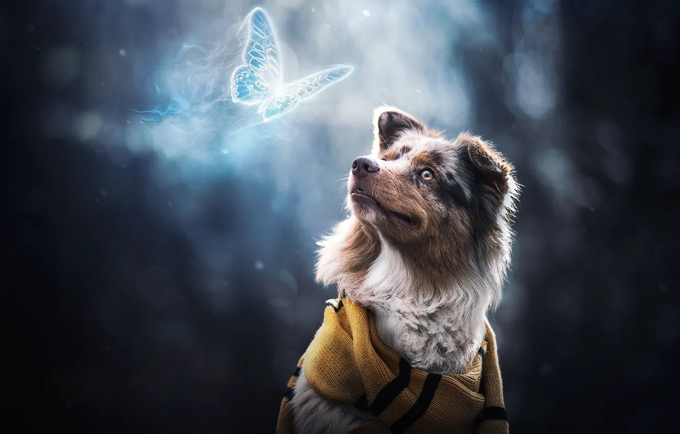 Photo wallpaper face, butterfly, dog, scarf
