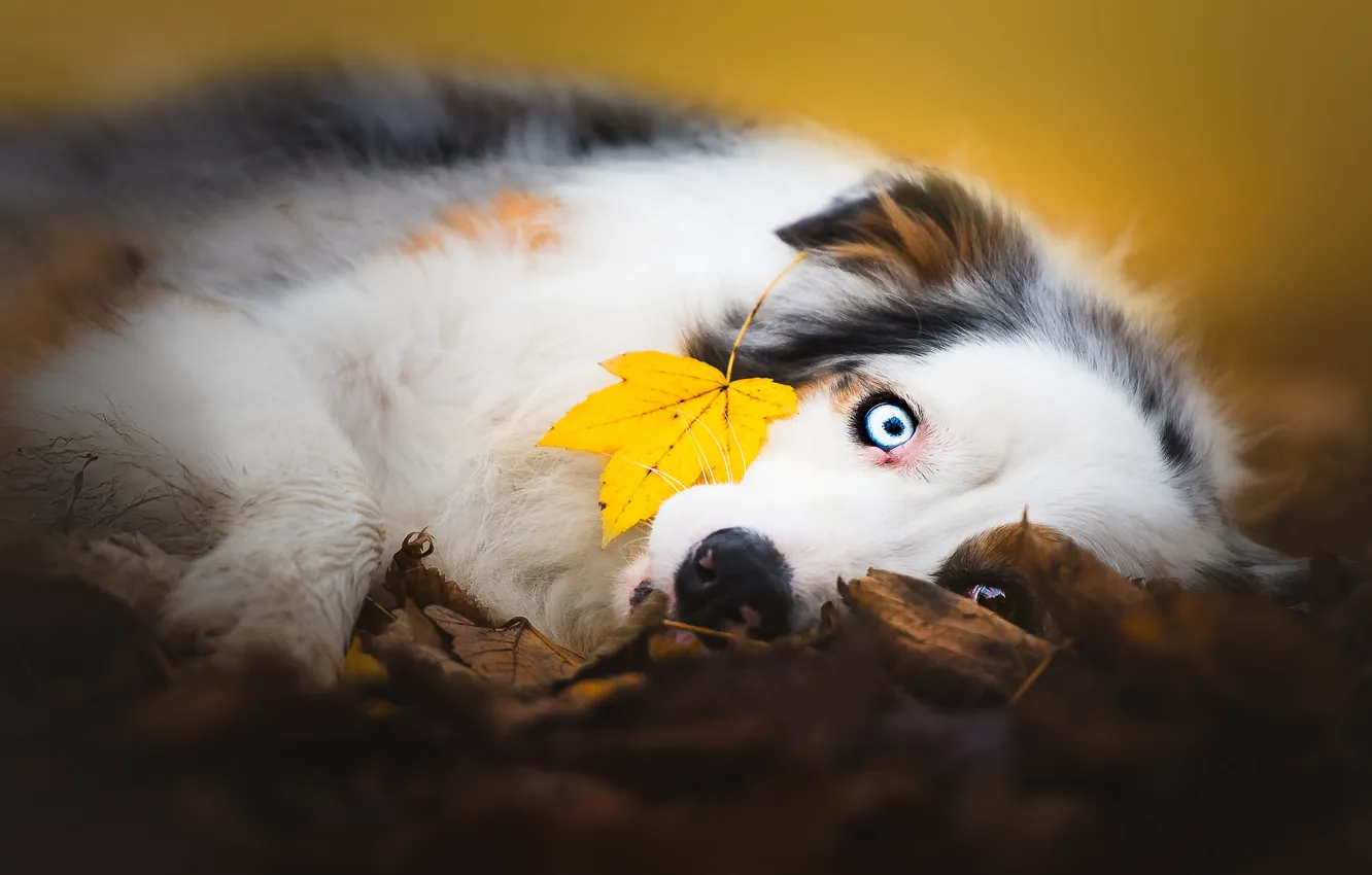 Photo wallpaper autumn, look, face, leaves, yellow, nature, background, mood
