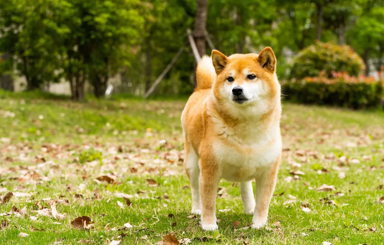 Photo wallpaper nature, Park, dog, face, Shiba inu, Shiba