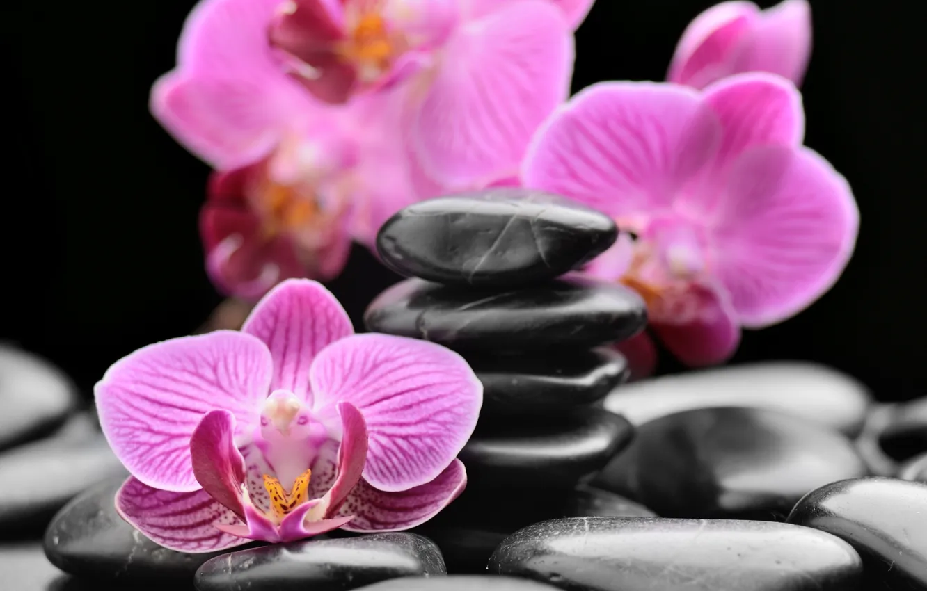 Photo wallpaper stones, orchids, Spa