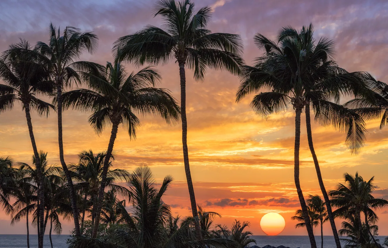 Photo wallpaper sea, sunset, palm trees, The sun, silhouette, Hawaii, USA