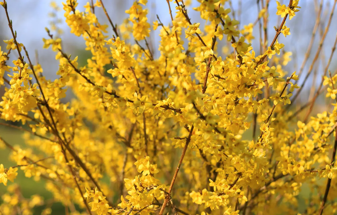 Photo wallpaper flowers, branches, yellow, spring, flowering, the bushes, a lot, forsythia