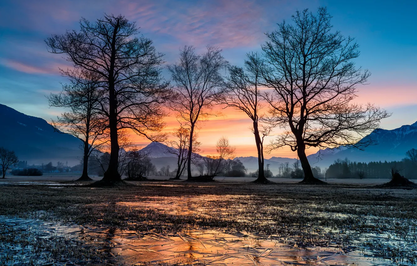 Photo wallpaper cold, winter, trees, ice, morning