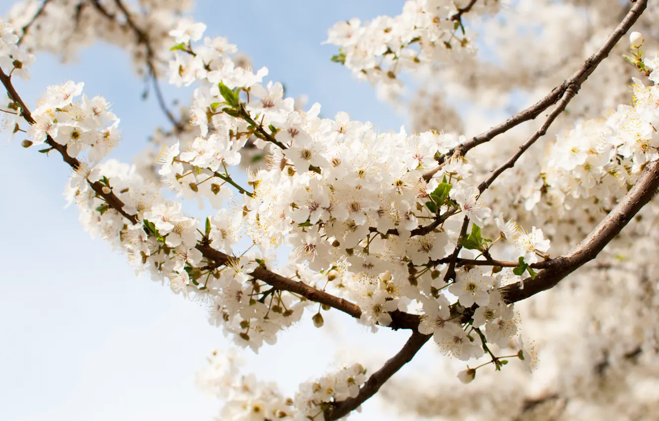 Photo wallpaper the sun, trees, flowers, heat, spring, plum, drain
