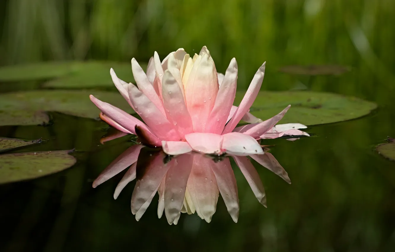 Photo wallpaper leaves, water, flowers, water lilies